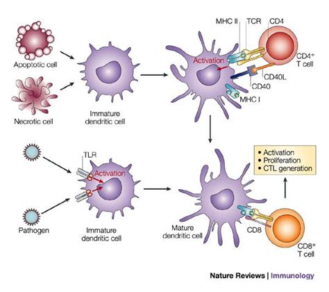 Best 208 Immunology Images On Pinterest Other