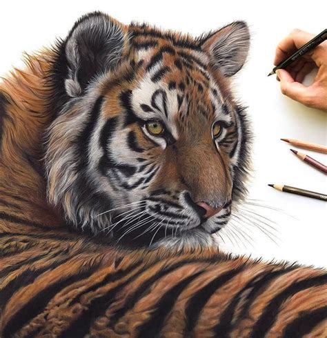 Animals to draw for beginners. Pin by John D. Stancliff on Colored Pencil Animals | Tiger drawing, Hyperrealistic drawing ...