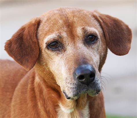 Bitsy - San Antonio Humane Society - San Antonio, TX · www.sahumane.org