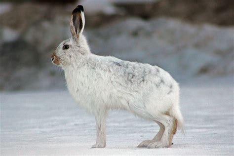 Arctic Hare Facts And Adaptations Lepus Arcticus