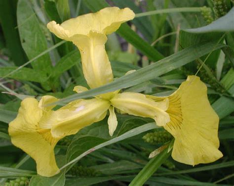 Yellow Iris Or Yellow Flag Iris Iris Pseudacorus 02 Wild Flowers