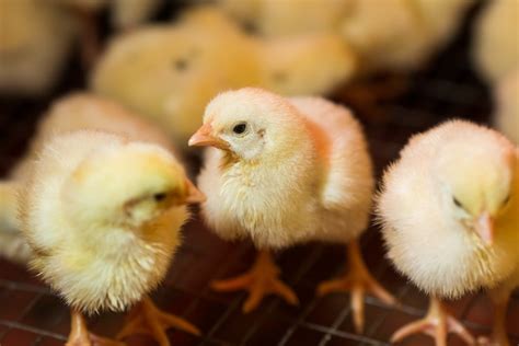 Cría De Pollos En Una Granja Avícola Foto Premium