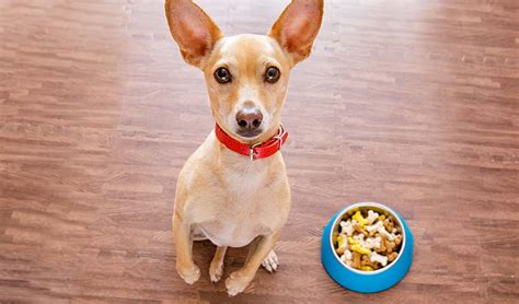 This page contains affiliate links. Best Dog Food for Chihuahua: 9 Vet Recommended Brands