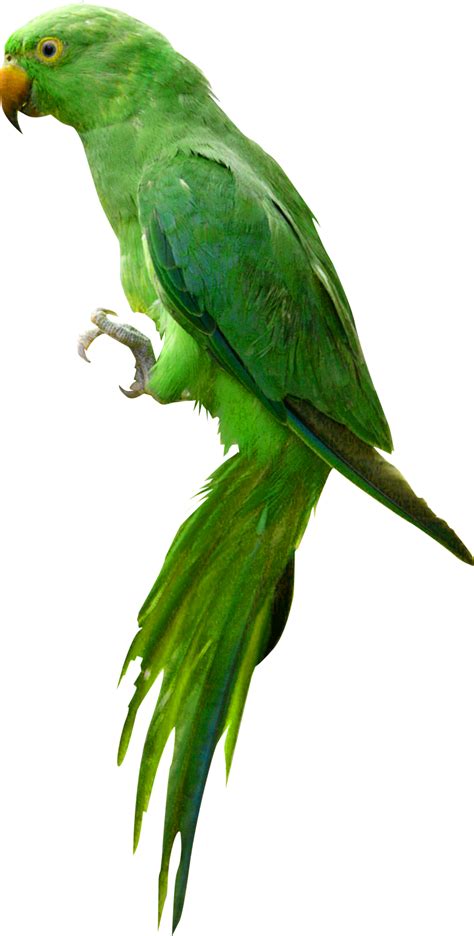 Parrot Png Images Transparent Free Download Pngmart