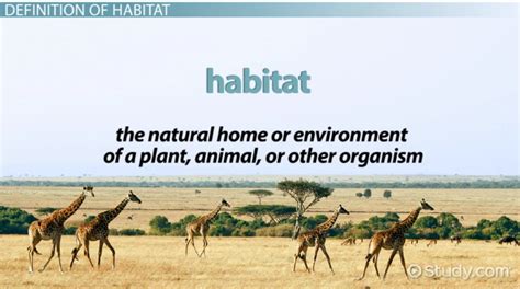 What Is Habitat Definition And Explanation Video And Lesson Transcript