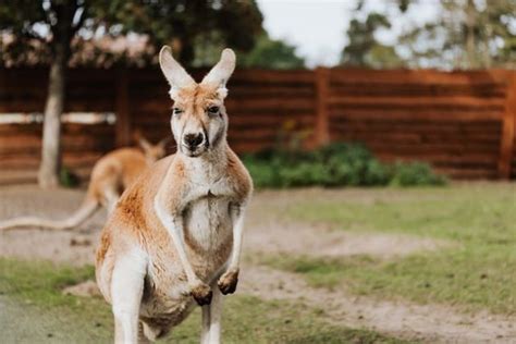 Menakjubkan 15 Fakta Menarik Benua Australia