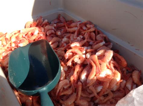 Shrimp are the most popular saltwater fishing bait all along the entire coast of the gulf of mexico, around florida, and up the east coast to the mid atlantic. Fishing for Parking Lot Shrimp - Alaska Public Media