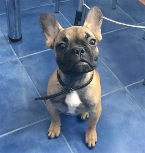 French bulldog puppies for sale in florida. French Bulldog puppy for sale in MIAMI, FL. ADN-28451 on PuppyFinder.com Gender: Male. Age: 16 ...