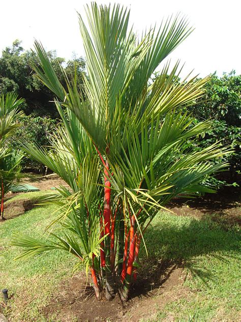 Xl Lipstickred Sealing Wax Palm Tree Cyrtostachys Renda Kens Nursery