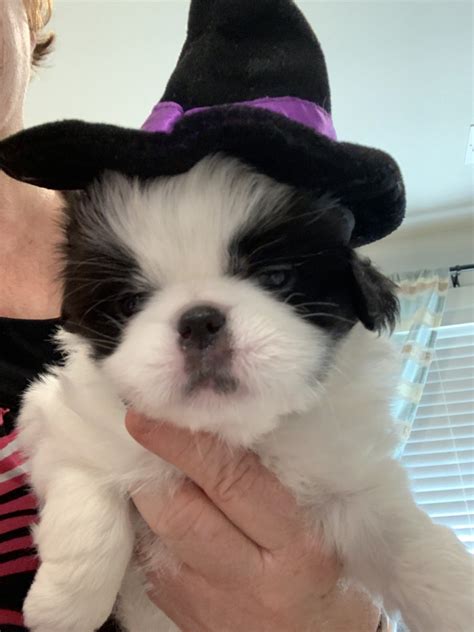 Japanese Chin Puppies For Sale Salem Or 309606