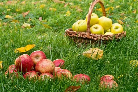 Red Apples Stock Photo Image Of Basket Freshness Green 101478938