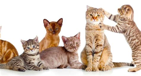 What Is A Group Of Cats Called The Social Solitary Animal