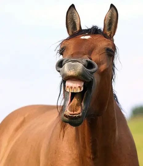 Horse Yawns When He Sees Me Understanding Your Horses Yawning Behavior