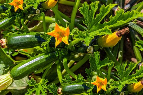 The Best Companion Plants For Zucchini And Squash Trendradars