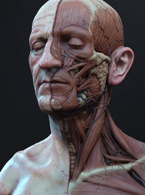 I have been teaching online for over 5 years now and love the ability to connect and teach artists all over the world. Head Ecorche in 2020 | Face anatomy, Anatomy art, Human anatomy