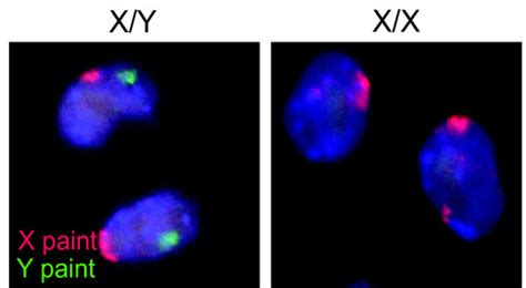 Chromosome is to cactus as gene is to needle. visual communication | Biology OER