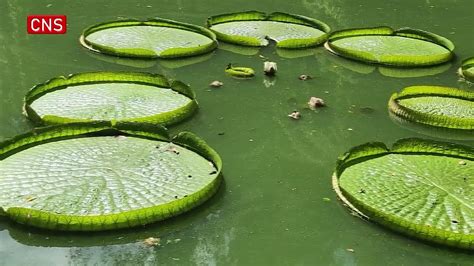 Giant Water Lily Pad In Guangxi Grows To 218 Metres Wide Youtube