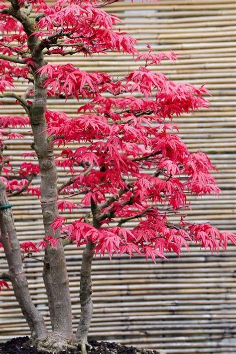 Some small maple tree leaves have lacy, feathery leaves that have a spiky look. Dwarf Japanese Maple • Globerove.com
