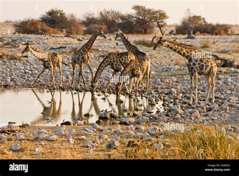 Giraffes Drinking At Waterhole Okaukuejo Etosha Np Namibia Stock