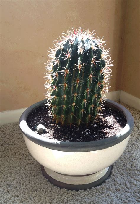 The secrets to growing healthy cacti indoors include providing them with plenty of sunlight, not overwatering, and using the right soil. Growing Cactus Plants in Cold-Winter Climates | Cactus ...