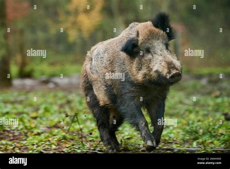 Central European Boar Sus Scrofa Scrofa Running In A Forest Bavaria