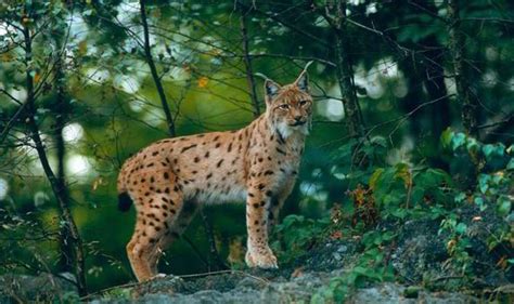 The Lynx Uk Want To Reintroduce The Eurasian Lynx To Scotland Uk