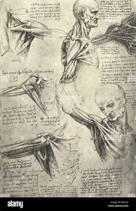 Anatomical Drawing By Leonardo Da Vinci Mans Neck And Shoulders