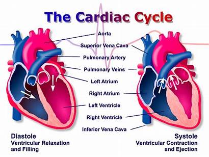 Heart Anatomy Diastole Definition Side Cardiac Cycle