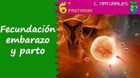 Todas las noticias sobre embarazo publicadas en el país. Fecundación, embarazo y parto. Naturales, 6º Primaria ...