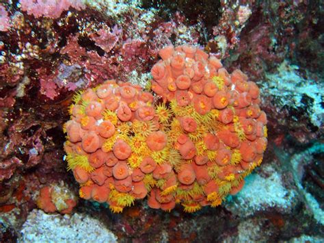 Orange Cup Coral Project Noah