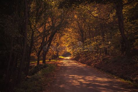 Road Through A Dark Forest At Night Stock Photo Image Of Mood