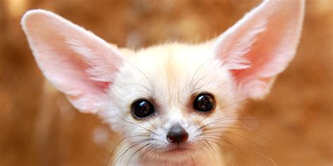 The Worlds Most Adorable Animals And Where To Find Them Huffpost