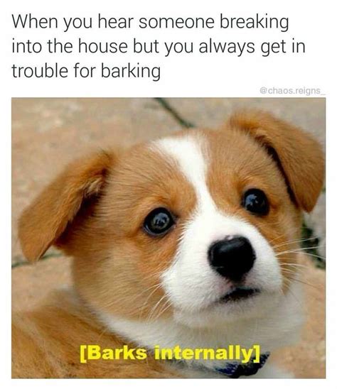 Sometimes the simplest dog memes can be the funniest! Dog Barking Meme - The Y Guide