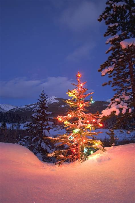 Christmas Tree Outdoors At Night Photograph By Carson Ganci