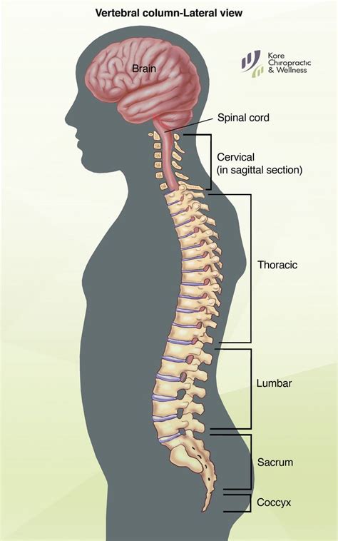 Kore Chiropractic And Wellness Human Spine Human Anatomy Drawing