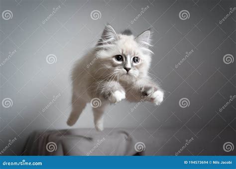 Playful Jumping Siberian Kitten Stock Photo Image Of Indoors Feline
