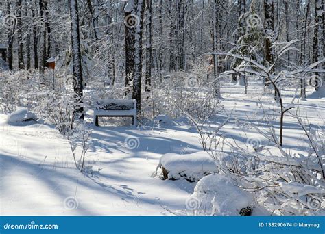 Beautiful Winter Morning After Snowfall Background Stock Photo Image