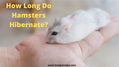 How Long Do Hamsters Hibernate All You Need To Know