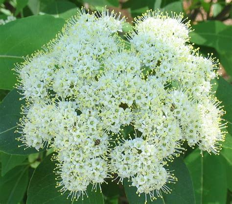 Pollinator health is critical to our food system and the diversity of life across the world. Using Georgia Native Plants: Native Pollinators