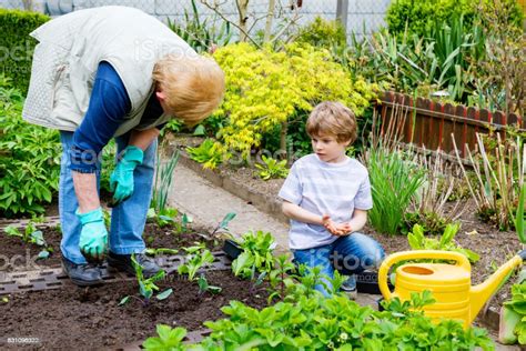 Cute Little Preschool Kid Boy And Grandmother Planting Green Salad In