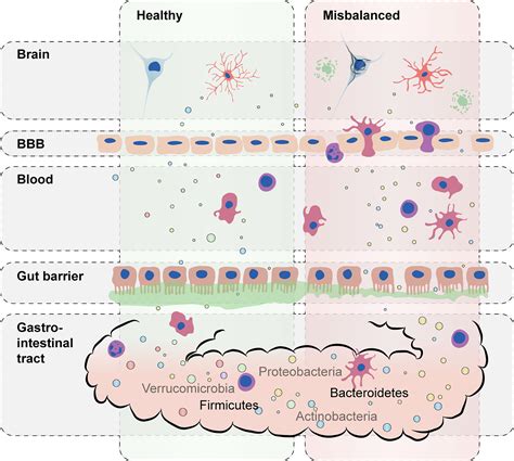 Frontiers Contribution Of Gut Microbiota To Immunological Changes In