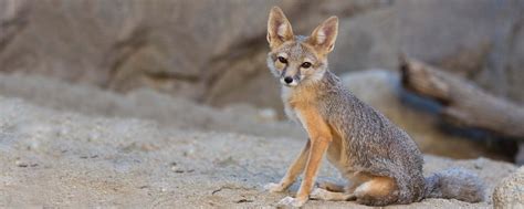 Swift Fox The Living Desert