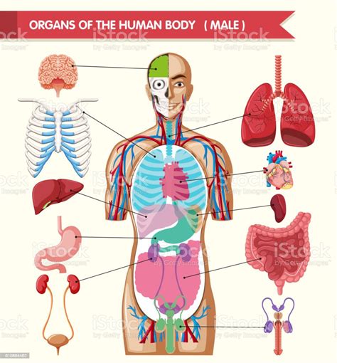 Chart Showing Organs Of Human Body Stock Vector Art 610884462 Istock