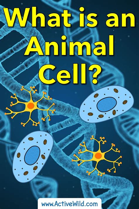 What Is An Animal Cell Facts Pictures And Info For Kids And Students