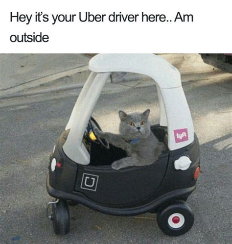 Uber Rides Can Only Be Described With Animal Memes