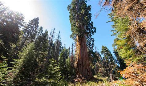 Worlds Largest Remaining Private Giant Sequoia Forest May Soon Be