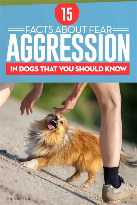 15 Fear Aggression In Dogs Facts Every Dog Owner Should Know