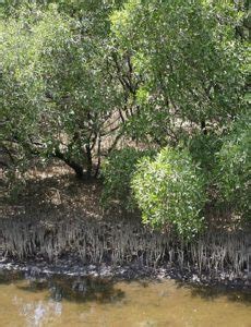 Mangrove Hitam Karakteristik Taksonomi Habitat Dan Kegunaannya