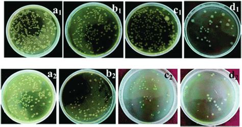 Agar Plates Showing Bacterial Colonies Top Row At 10 8 Cfu Ml −1 And