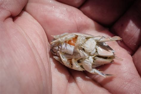 Mole Crab Mania! - Island Nature